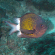 短身光鰓魚 短身光鰓魚
