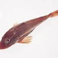 暗斑錦魚 暗斑錦魚