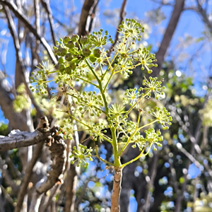 Aralia humilis
