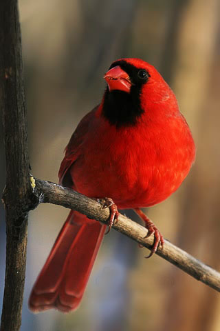 紅衣鳳頭鳥