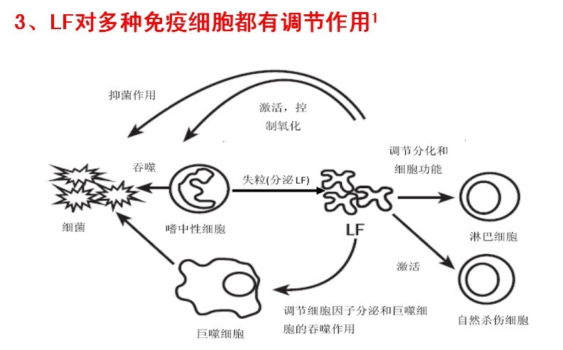 乳鐵蛋白對免疫細胞有調節作用