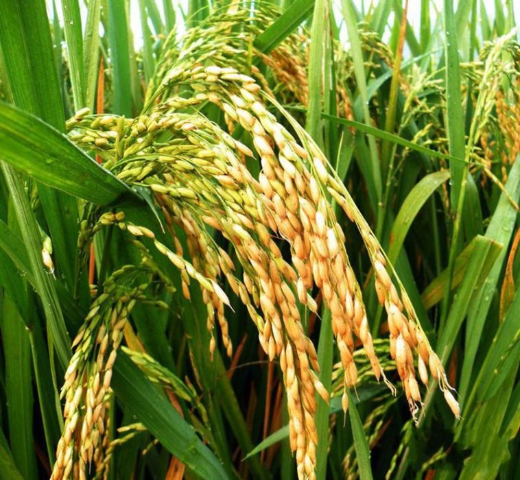 中優463 中優463
