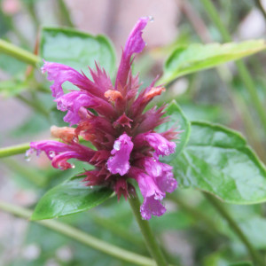 Agastache palmeri