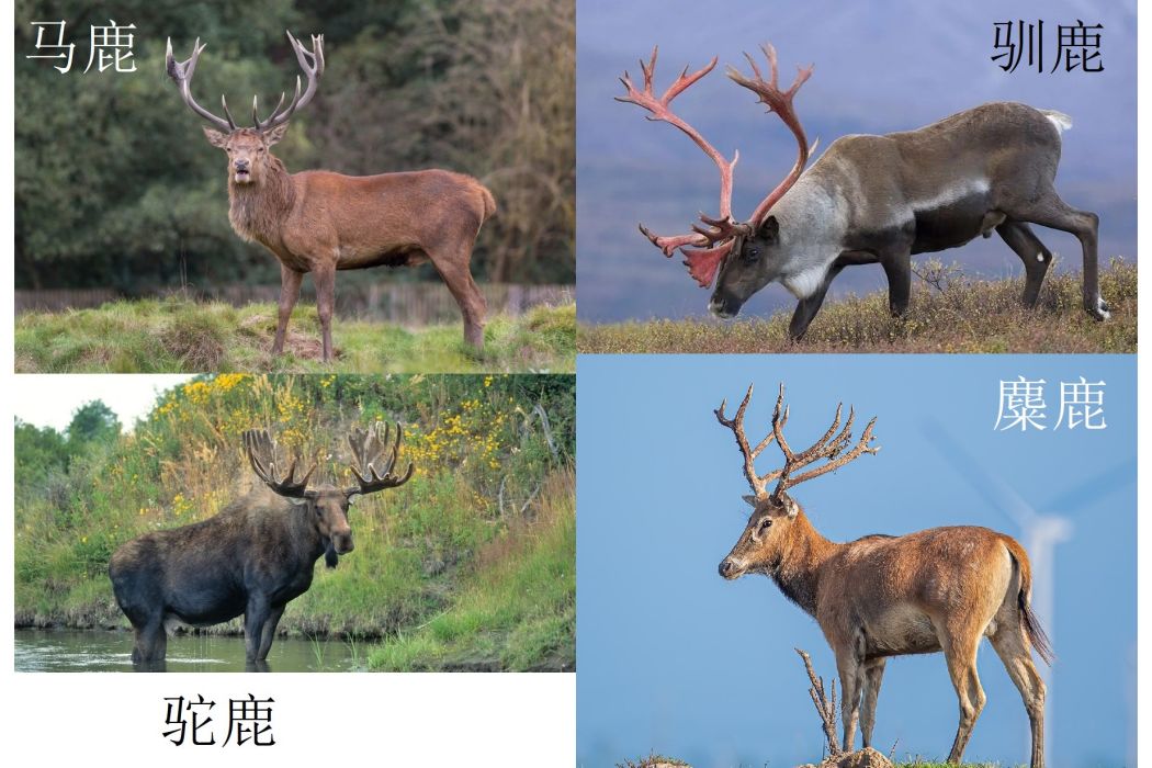 麋鹿(錯誤翻譯) 麋鹿(錯誤翻譯)