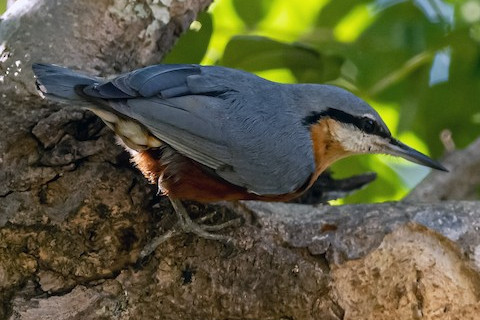 緬甸鳾 緬甸鳾