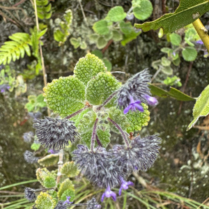 Mesosphaerum perbullatum