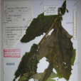 粗毛山柳菊 粗毛山柳菊