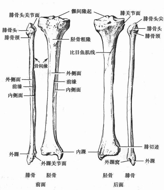 脛骨和腓骨（右側）