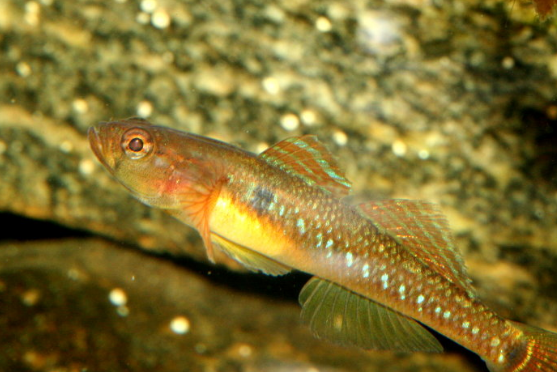 鈍蝦虎魚屬 鈍蝦虎魚屬