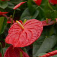 花燭(紅掌) 花燭(紅掌)