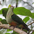 帛琉島果鳩