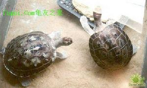 鹹水泥彩龜