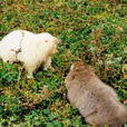 白獐 白獐