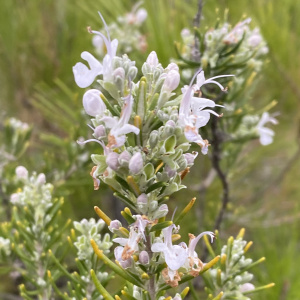 Salvia rosmarinus Salvia rosmarinus