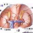 睪丸異常症 睪丸異常症