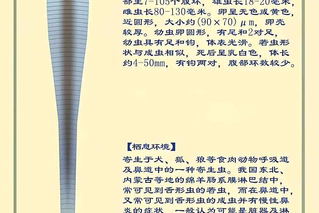 舌形蟲