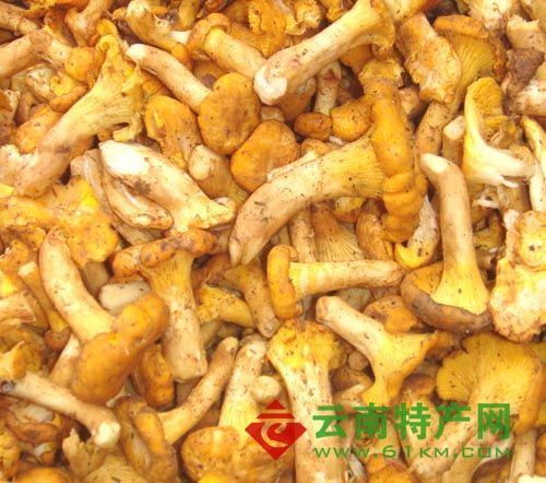 雞油菌科 雞油菌科