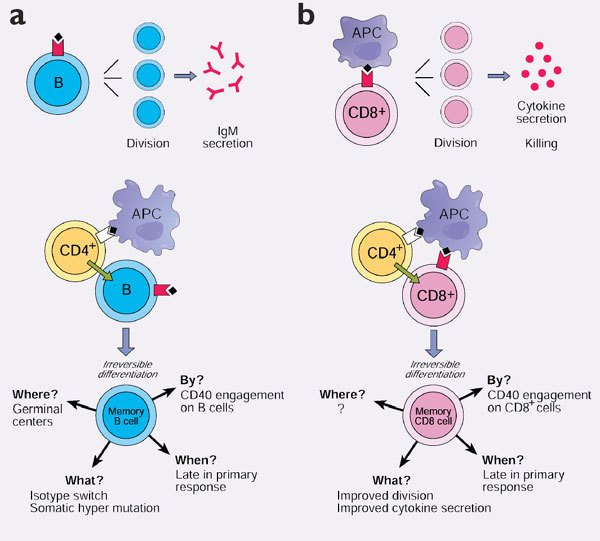 CD8+T細胞