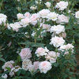 孔雀開屏(薔薇屬月季栽培品種) 孔雀開屏(薔薇屬月季栽培品種)