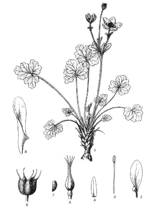 尾囊草屬 尾囊草屬