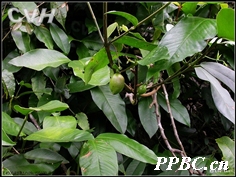 大苞藤黃 Garcinia bracteata