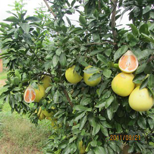 黃肉蜜柚樹形特徵