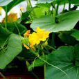 小鴨跎花 小鴨跎花