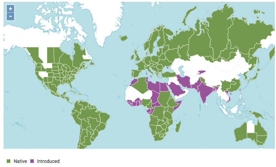 酢漿草屬世界分布圖（綠色為原產區域，紫色為引入區域）