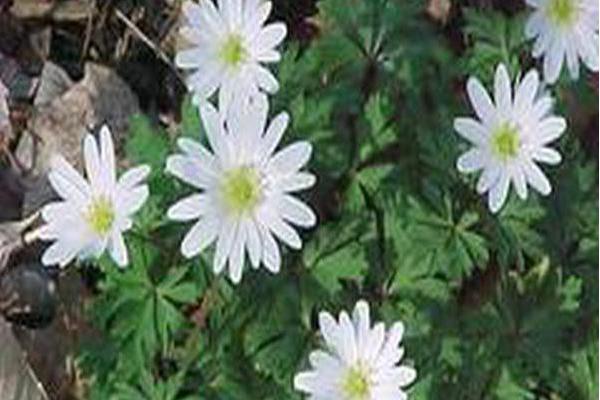 Anemone blanda Anemone blanda