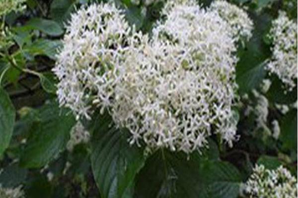 Cornus controversa Cornus controversa