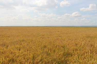 加扎省的稻田