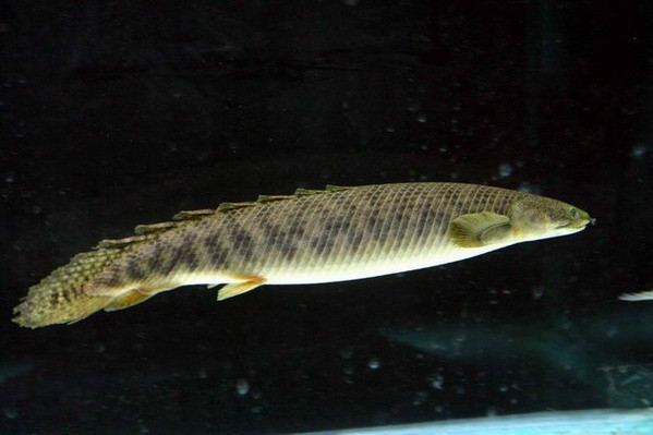 波士多鰭魚 波士多鰭魚