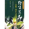 野生蘭花 野生蘭花