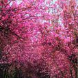 圓通花潮 圓通花潮