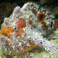 粗頜躄魚 粗頜躄魚