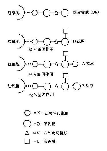 ABO血型系統