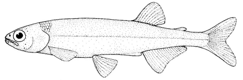 後鰭鮭, Retropinna retropinna