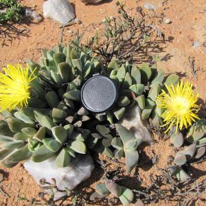 Cheiridopsis alba-oculata