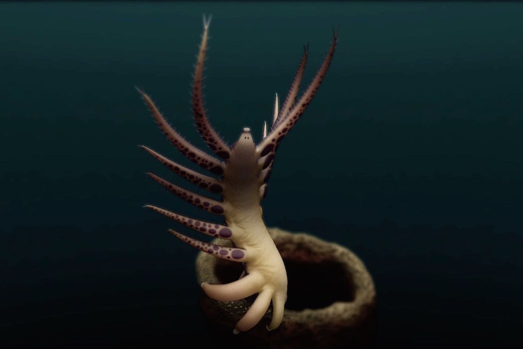 Ovatiovermis cribratus Ovatiovermis cribratus