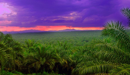 棕櫚產業-東南亞