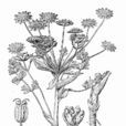 青藏稜子芹 青藏稜子芹