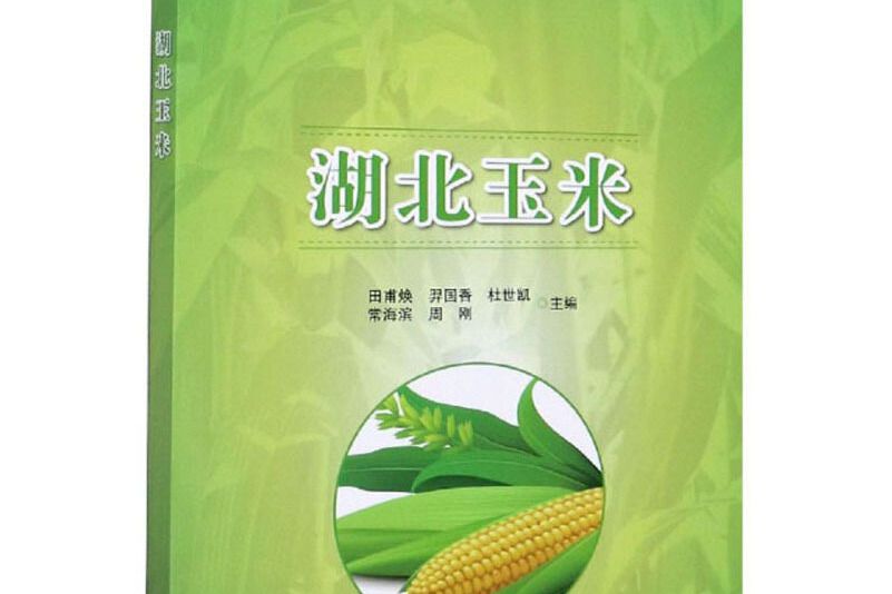 湖北玉米 湖北玉米