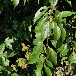 Colubrina triflora