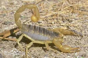 亞利桑那沙漠金蠍
