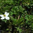 天全銀蓮花 天全銀蓮花