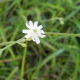 白花蠅子草 白花蠅子草
