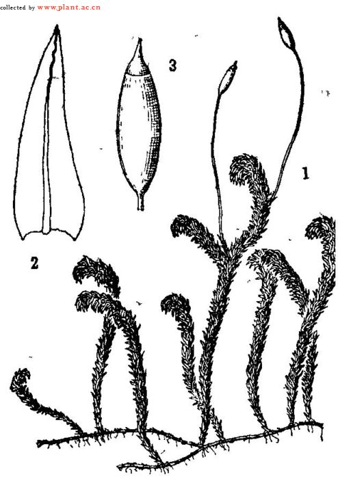 圖註：1．植物體（×1.5); 2．葉（×12);