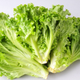 大利生菜