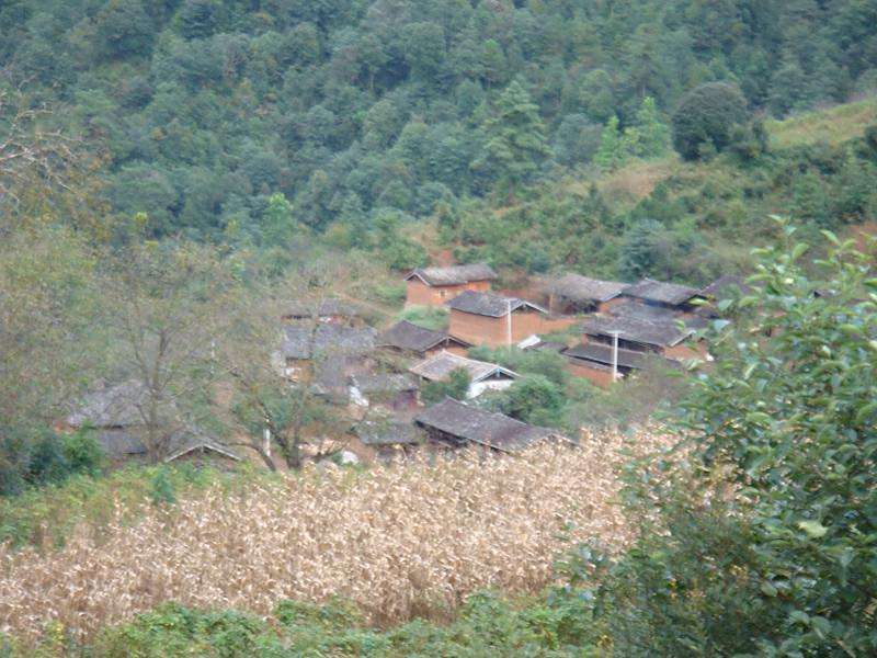 忠義八村 忠義八村