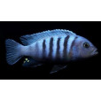 閃電王子魚 閃電王子魚